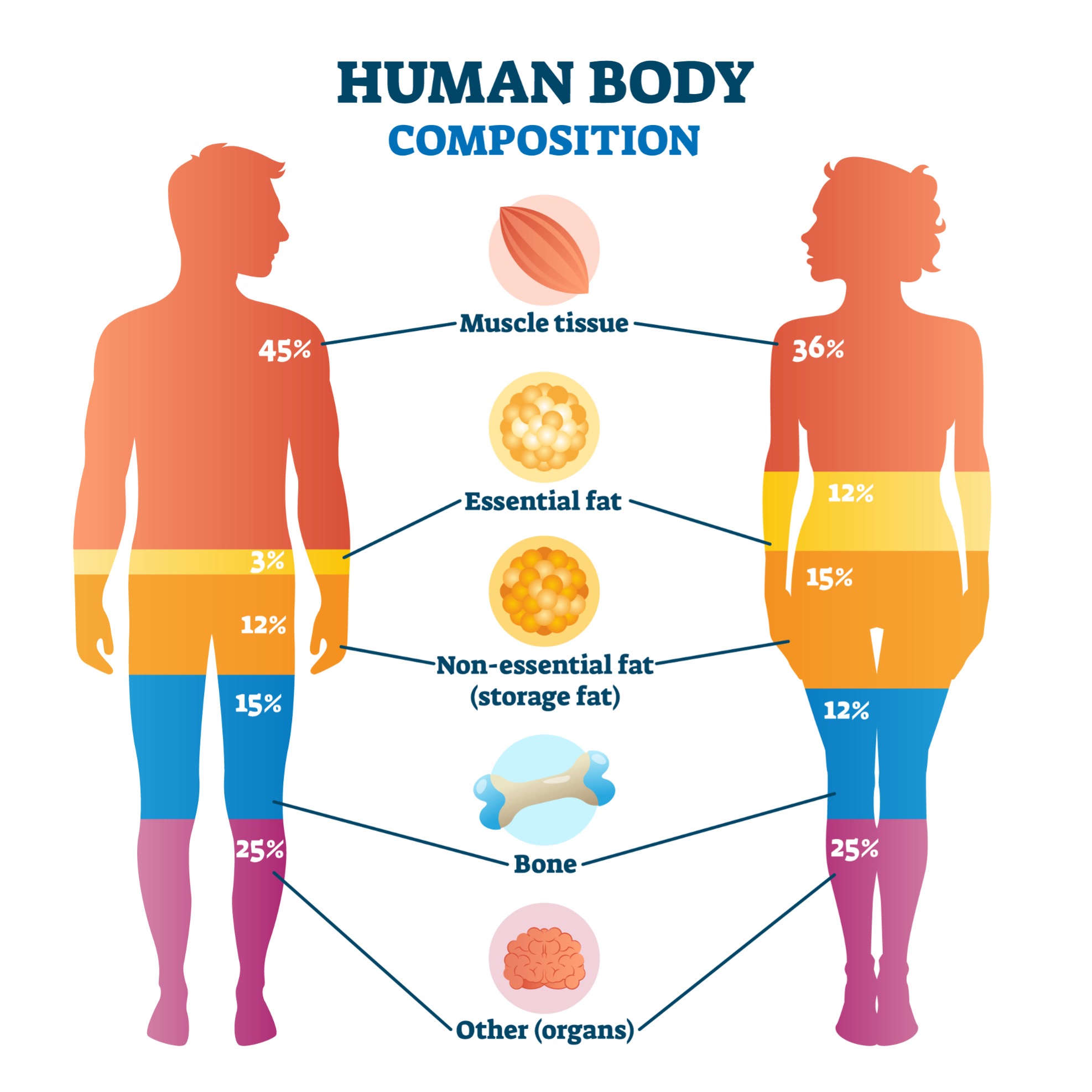 Body composition and weight management